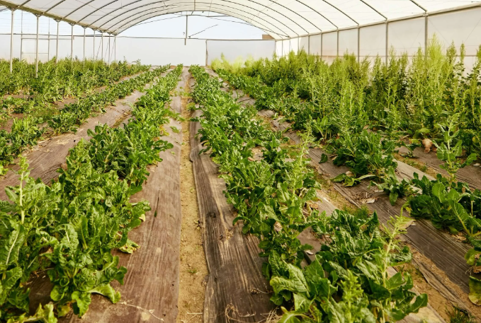 greenhouse rows